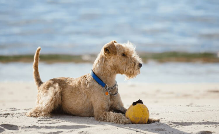 Lakeland Terrier